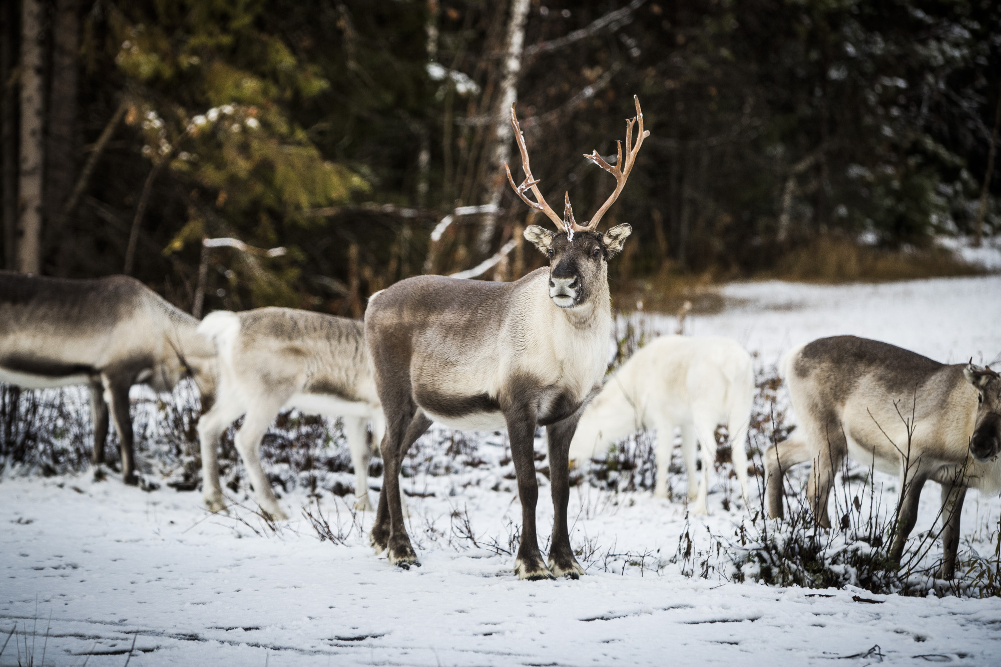 Irtokoirat häiritsevät ja tappavat poroja myös kiinnipitoaikana – Ylelle haastattelun antanut poromies kertoo ampuneensa kaksi huskya Inarissa