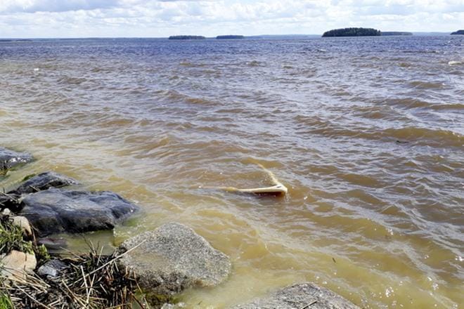 Lappajärven kirkkorannassa oleva soutuvene oli sunnuntaina 9. kesäkuuta jo kokonaan upoksissa. KUVA: SARI HEINILÄ