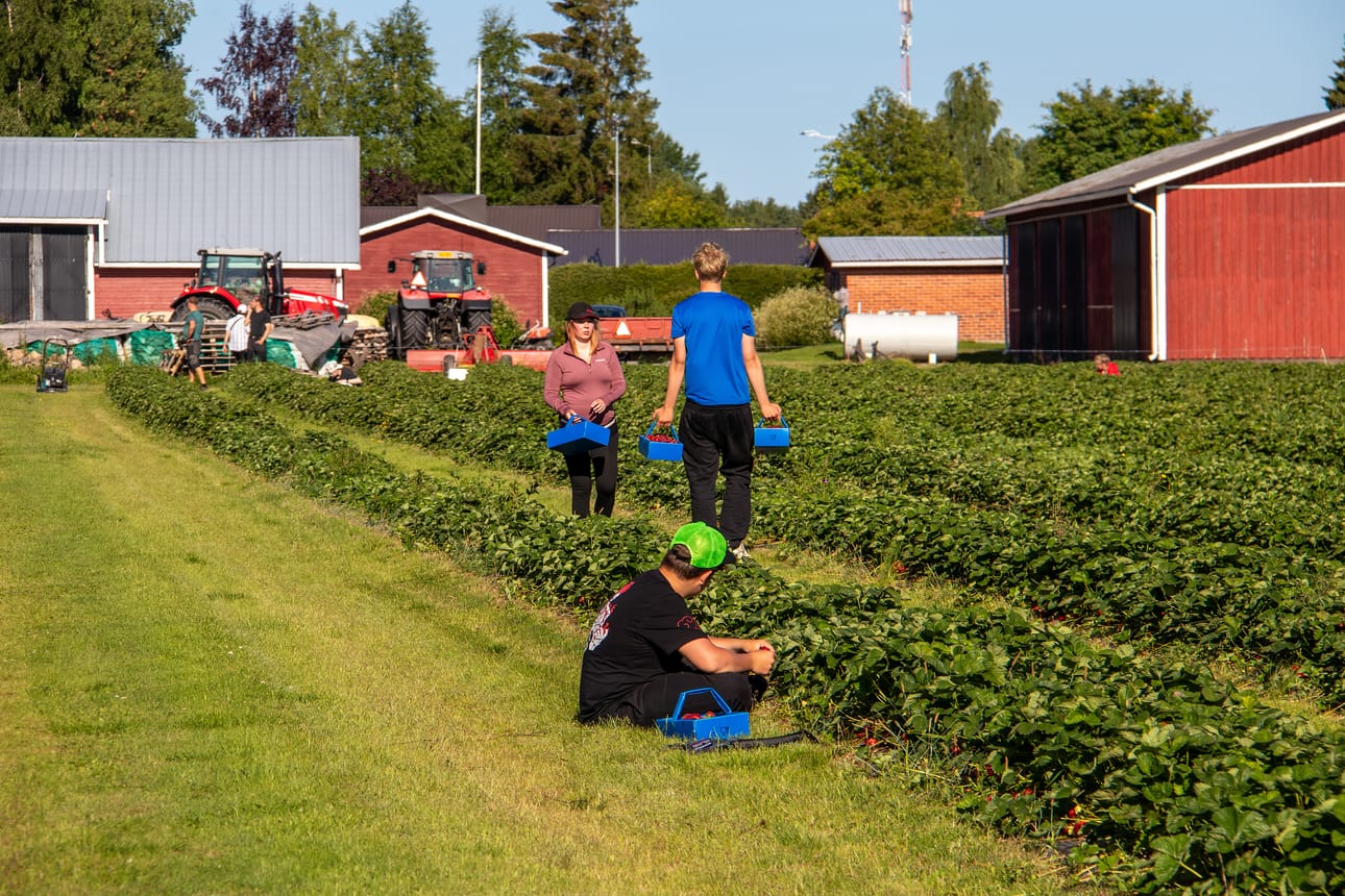 Pohjois-Pohjanmaalla mansikan pääsatokausi jatkuu. Kuva Heikkisen pienmarjatilalta Limingasta.
