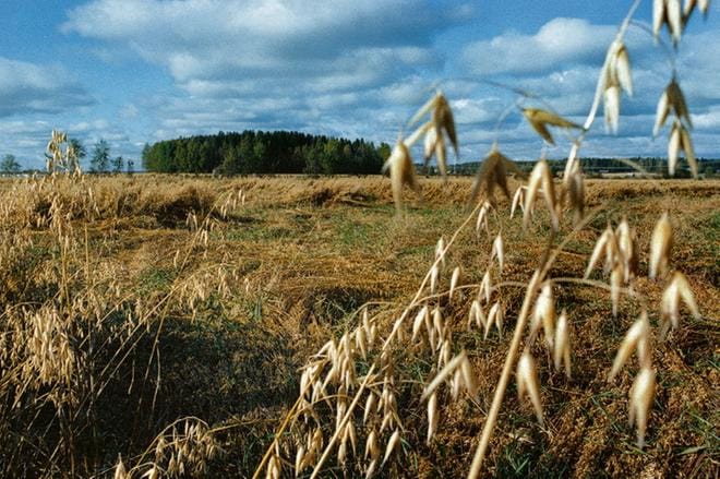 Tähkäidäntää alkaa olla viljoissa varsinkin lakopaikoissa. Osa viljoista jää tänä vuonna korjaamatta.