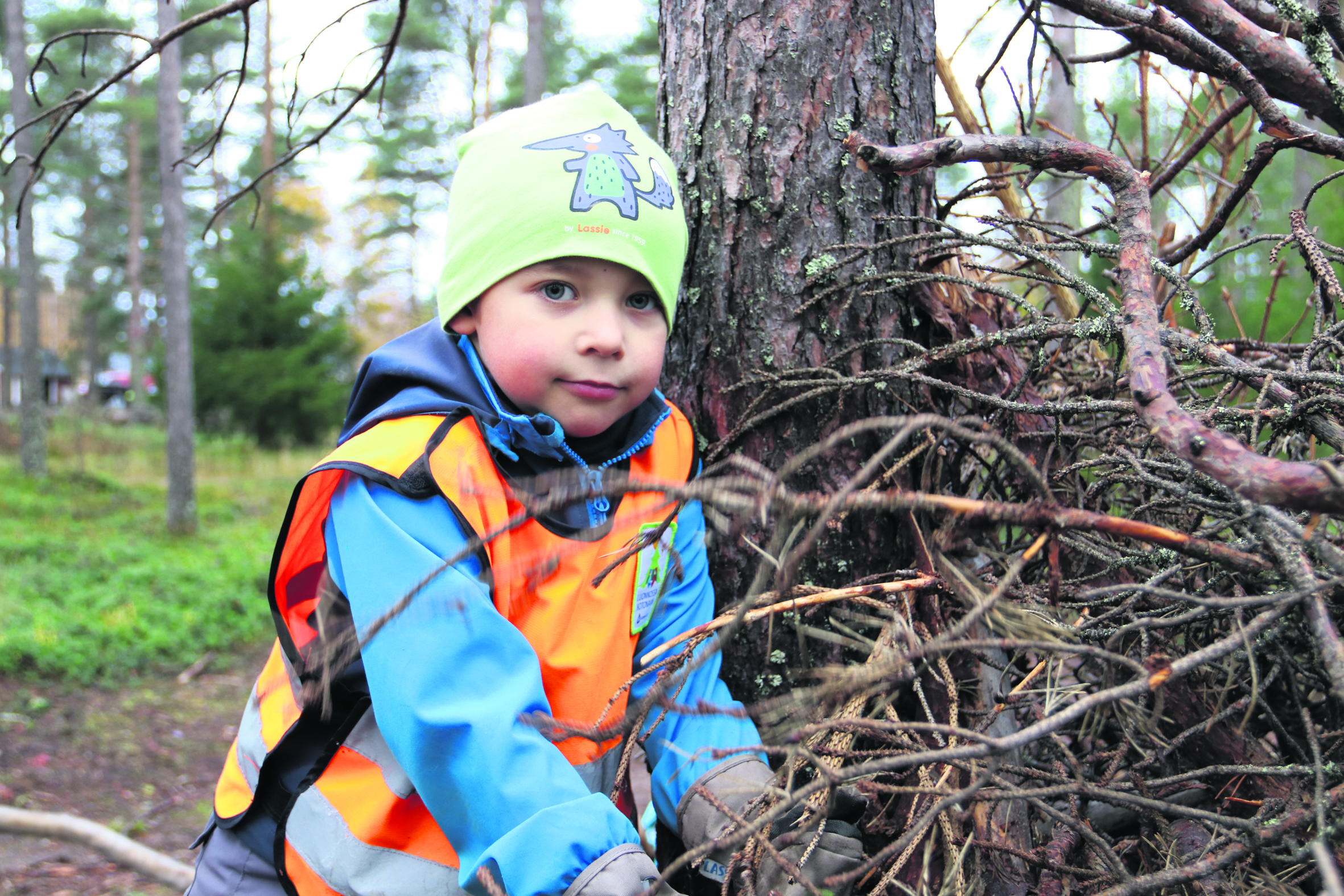 Viime vuonna harvennetusta metsästä löytyy paljon hyviä majanrakennustarpeita. - Täällä on parasta, kun saa risujen kanssa touhuta, totesi Kaapo.
