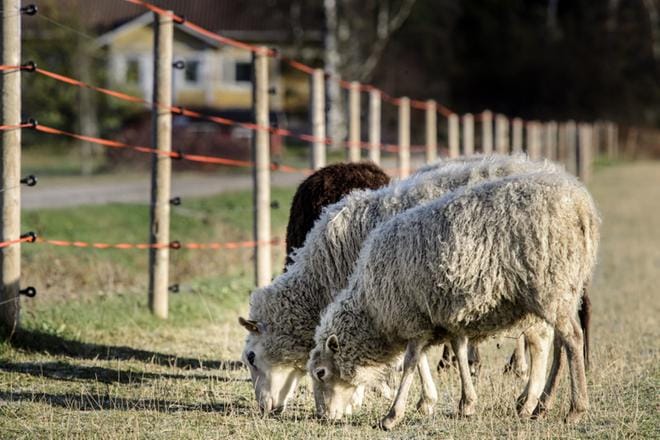 Satu Kumpulainen kasvattaa perheensä kanssa luomulampaita Sievissä Pohjois-Pohjanmaalla. Lammastilan laitumet on ympäröity riistakeskukselta saaduilta aitatarvikkeilta keväällä 2015. KUVA: Jukka Lehojärvi
