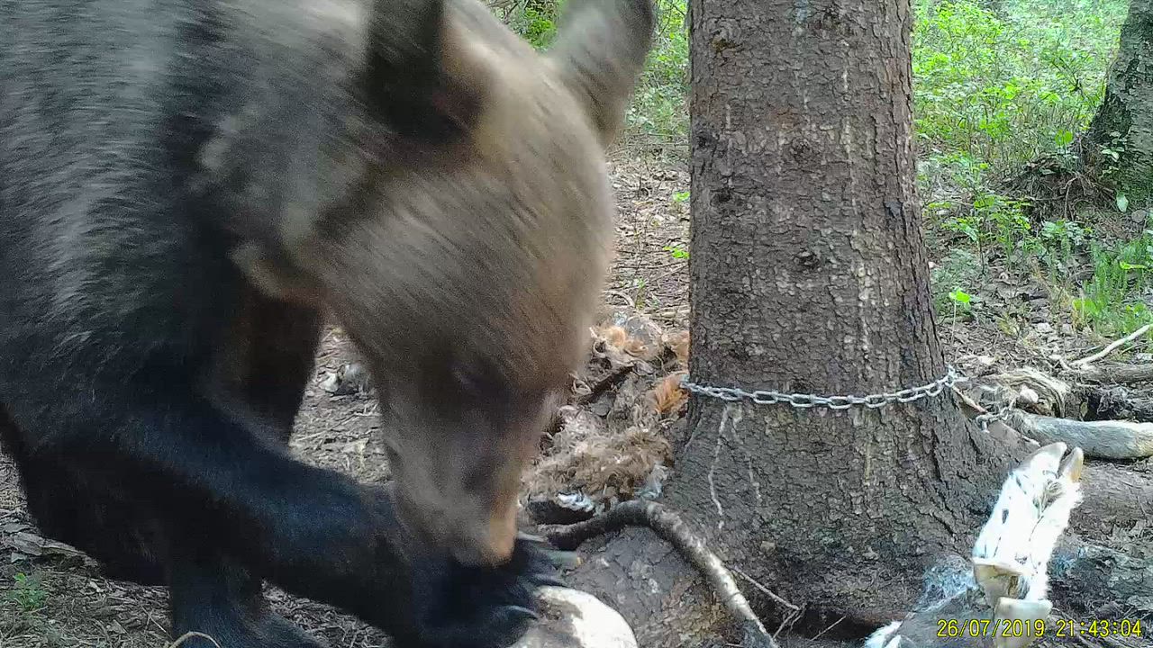 Karhun leikkejä riistakamerassa