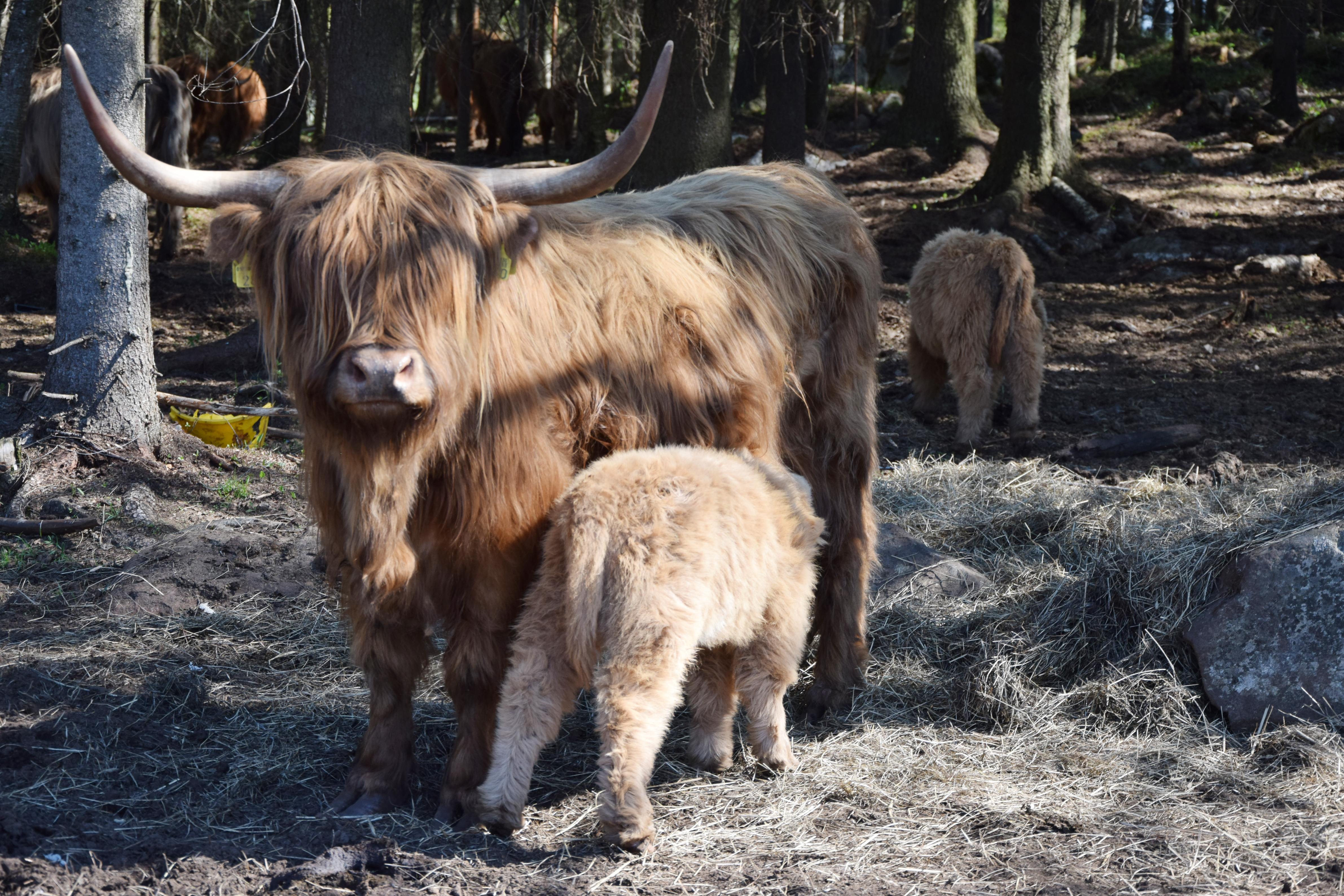Ylämaankarja pärjää normaalisti hyvin ulkosalla. Kun päivä on riittävän lämmin, hakeutuvat eläimet välillä varjoon.