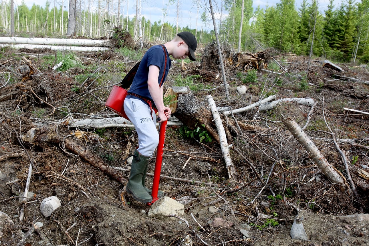 Metsät ovat aina tarjonneet töitä suomalaisille.
