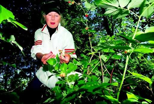 Vattujen ihmemaassa. Oululainen Marja Jokela oli torstaina kolmatta päivää vatussa Oulussa.Tiistaina marjoja kertyi neljä litraa ja keskiviikkona kolme litraa.