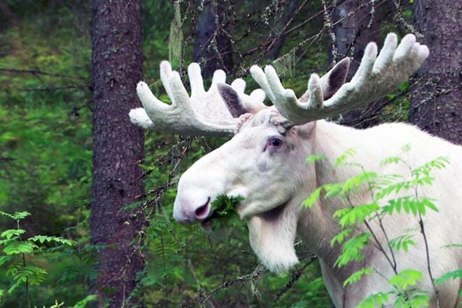 Vaasa Wildlife -festivaalin laadukkaat dokumentit tekevät Suomen luontoa kansainvälisesti tunnetuksi ja lisäävät tietoutta ihmisen toiminnan vaikutuksista ympäristöön. Kuva: Ulf Jonasson
