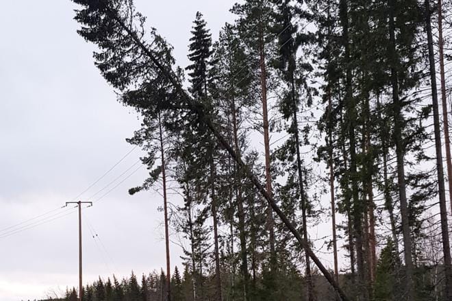 Sähkölinjoille kaatuneet puut aiheuttivat eilen sähkökatkoja myös Viiskunnan levikkialueella. KUVA: KSS