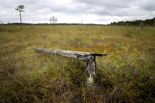 Ojittamattomalla Suppelonnevalla käydessä kokonaiskuva suon ennallistamisen tavoitteista kirkastuu. KUVAT: JARI E. HAKALA
