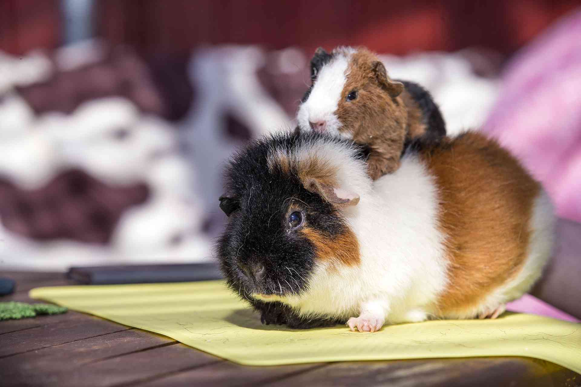 Johan harrastaa ratsastusta äitimarsun päällä.
