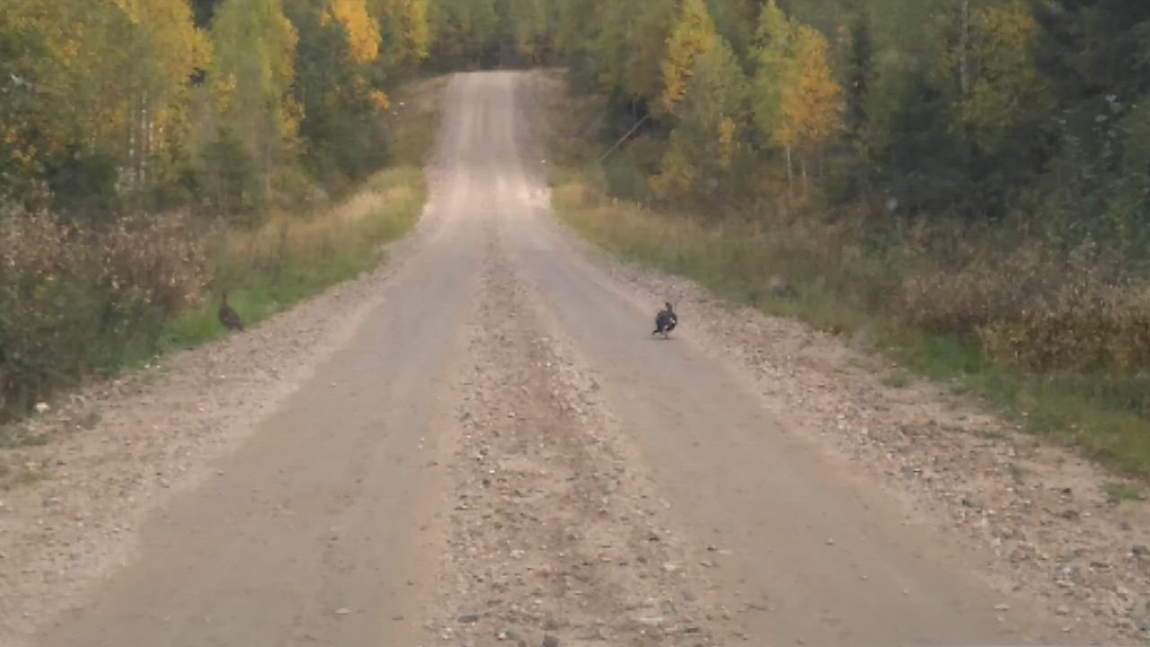 Teeren poikasia tiellä