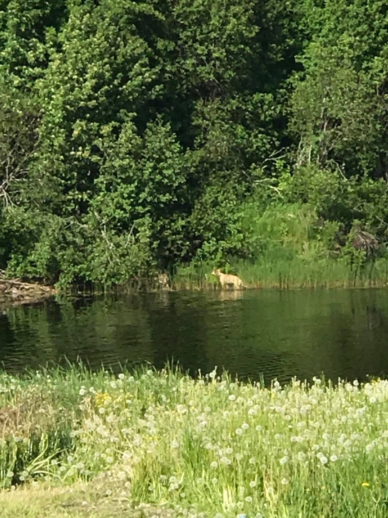 Vastarannalle päästyään sudet jatkoivat matkaa metsään.