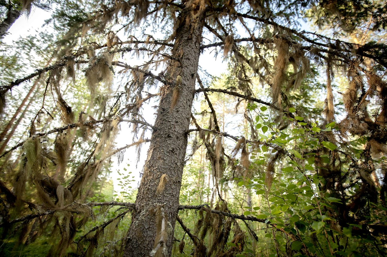 Naava tai luppohan se siinä rehottaa. Se juoruaa, että metsässä on puhdasta ilmaa.