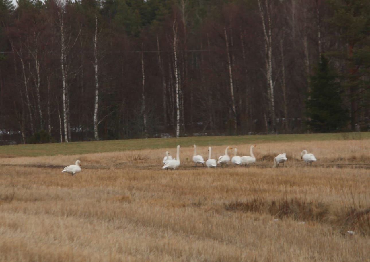 Lukija kuvasi Siikalatvaan saapuneita joutseniä sunnuntaina.