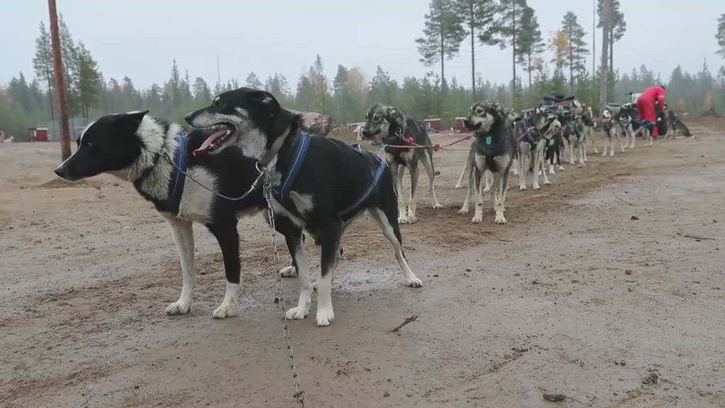 Alaskanhuskyt harjoittelevat vetämällä 350-kiloista mönkijää