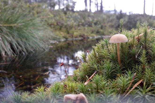 Kunniamaininta Kuva: Suvi Haapaniemi