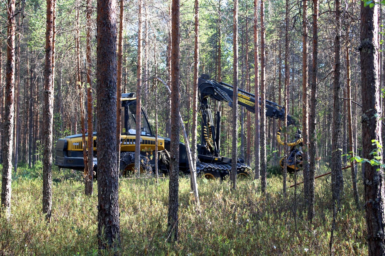 Juurikäävän torjuntavelvoite koskee toukokuun alun ja marraskuun lopun välillä havupuuvaltaisissa metsissä tehtäviä kasvatus- ja uudistushakkuita. Havupuun kanto käsitellään puun kaadon yhteydessä mekaanisesti.