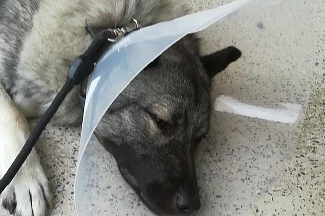 Harmaa norjanhirvikoira Sälli vietiin eläinlääkärin paikattavaksi, ja se toipuu parhaillaan hyökkäyksestä. KUVA: TUOMAS KAMILA