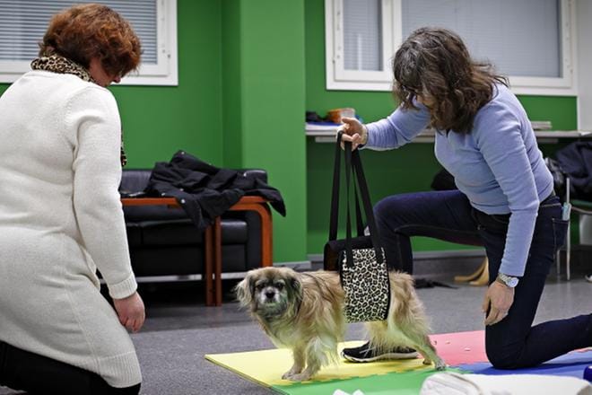 Aadan liikkumista tuettiin hoitojen alussa. Maija Takala (vas.) käyttää samanlaista koiraa vatsan alta tukevaa liinaa vieläkin, jos ulos mentäessä on liukasta. Eläinfysioterapeutti Sari Hepouron keinovalikoimiin sisältyy sähköakupunktion ja laserhoidon lisäksi monet kotikonstein toteutettavat harjoitteet. KUVA: TOMI KOSONEN