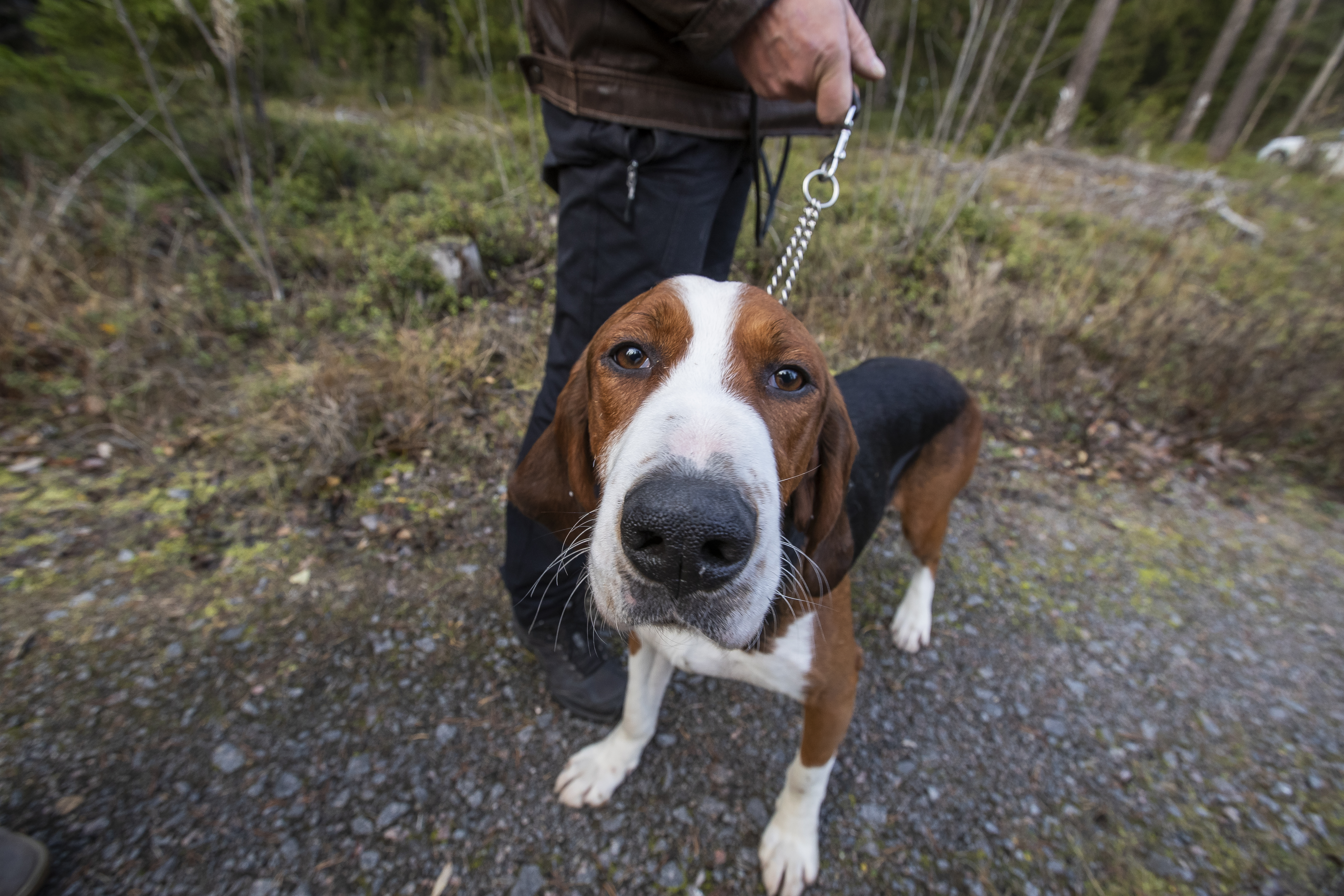 Pohjimmiltaan Martti kuitenkin kaipaa myös rapsutuksia.