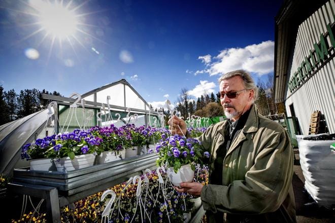 Hortonomi Mikko Järvenpää Lakeuden vihertaimistosta kertoo, että orvokkeja voi huoletta jo hankkia, sillä ne kestävät hyvin kylmää. KUVA: JAAKKO ELENIUS