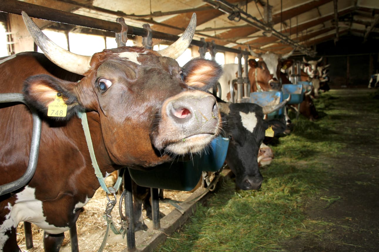 Maatilojen vähentyminen vaikuttaa lomituspalvelujen tarpeeseen.