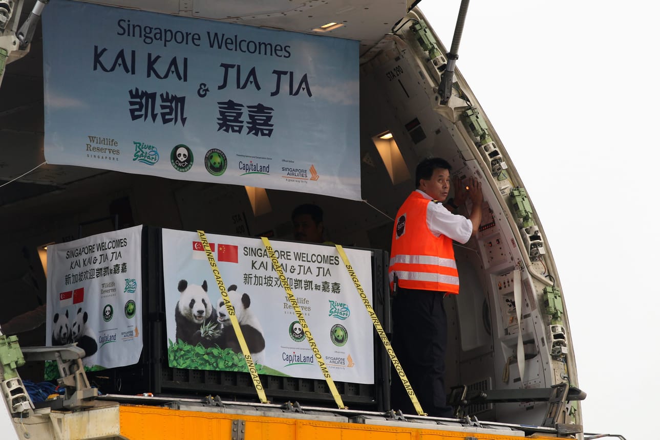 Jia Jia ja Kai Kai olivat odotettuja vieraita Singaporessa.