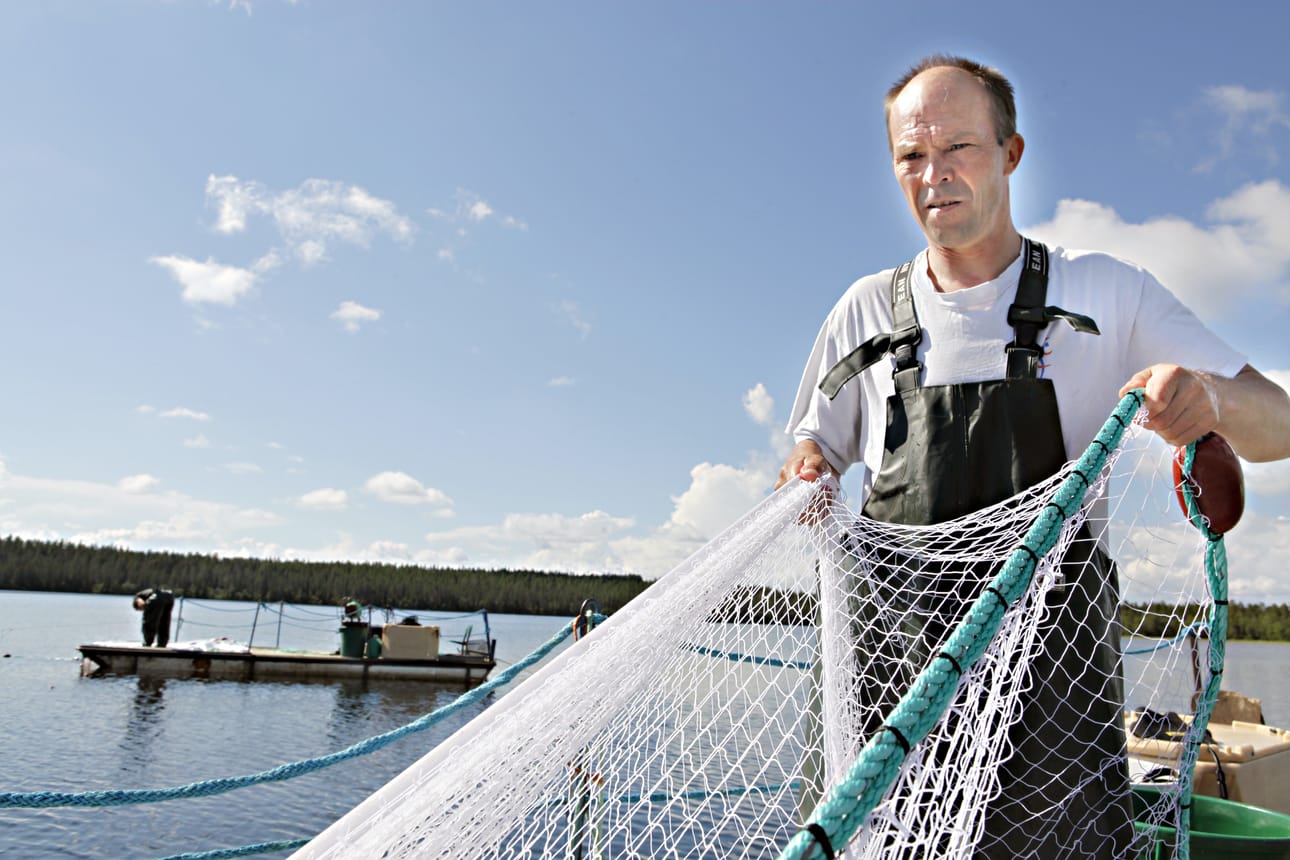 Kuusamon kalastajat pitävät muikun mainetta yllä yhdessä. Herrasmiessopimuksen mukaan kalaa ei pyydetä troolilla. Timo Pitkänen pitää päätöstä oikeana, sillä troolilla olisi helppo tyhjentää Kuusamon vesistöt.
