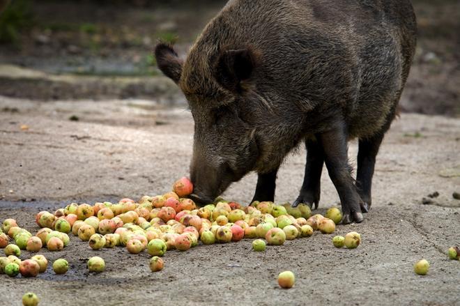 Tällaisia lajeja pohjalaismaakuntiin ja Suomeen on odotettavissa – "Merkittävin syy tulokaslajien liikkumiselle on ilmastonmuutos"