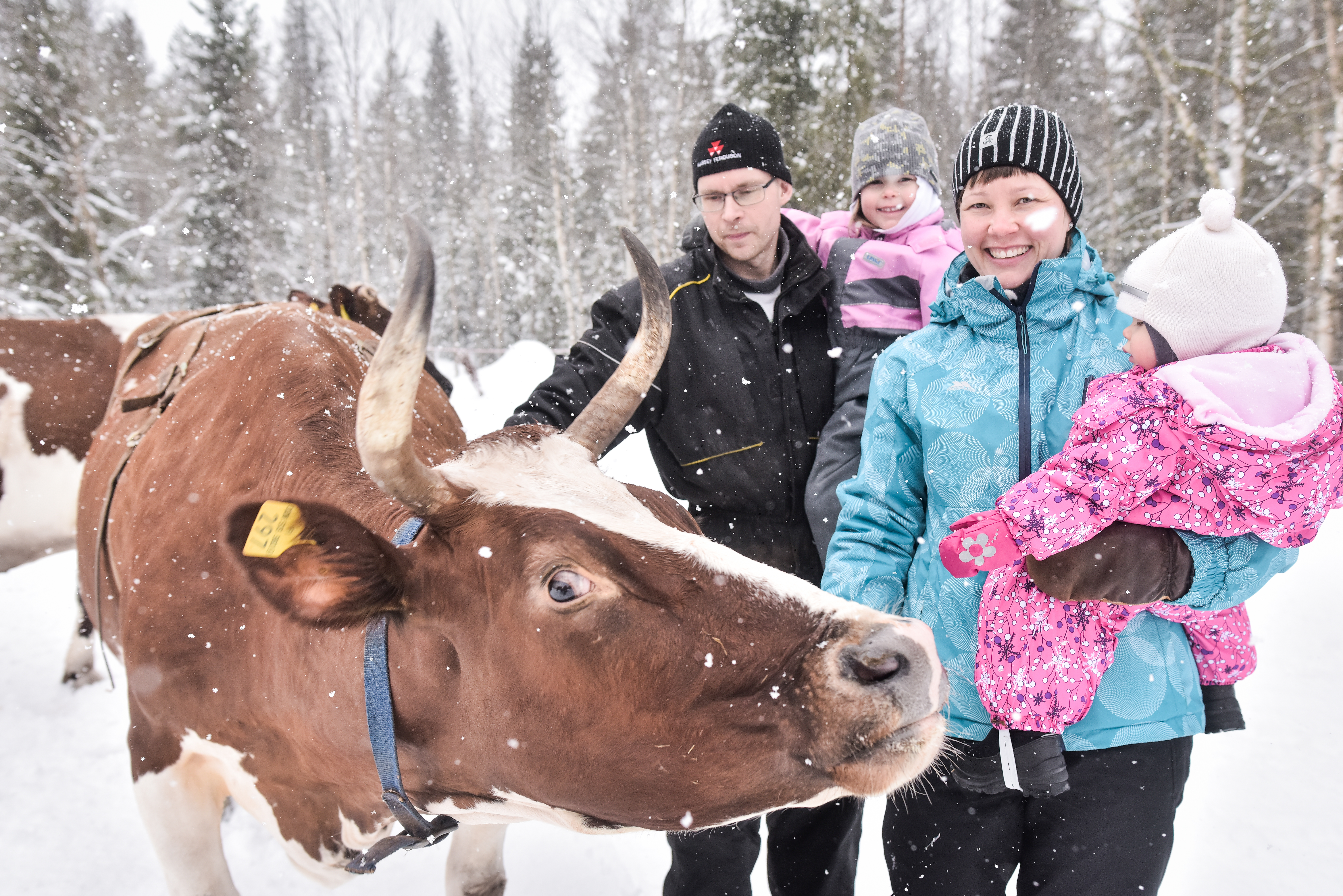 Lauha sää sai perjantaina koko Jouni ja Hanna Säkkisen perheen ulkoilemaan yhdessä lehmien kanssa. Neljävuotias Inka ja yksivuotias Pinja eivät olleet suurten eläinten läheisyydestä moksiskaan.
