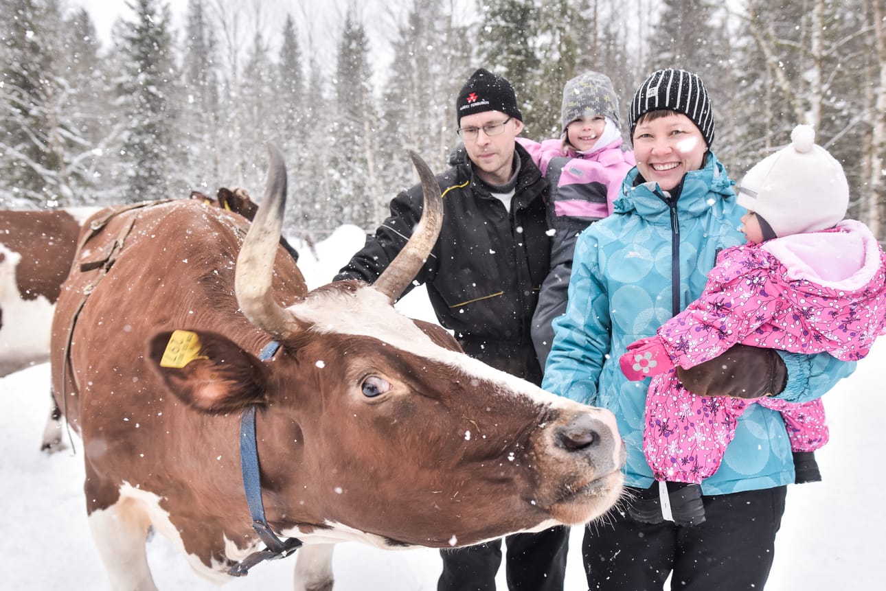 Lauha sää sai perjantaina koko Jouni ja Hanna Säkkisen perheen ulkoilemaan yhdessä lehmien kanssa. Neljävuotias Inka ja yksivuotias Pinja eivät olleet suurten eläinten läheisyydestä moksiskaan.