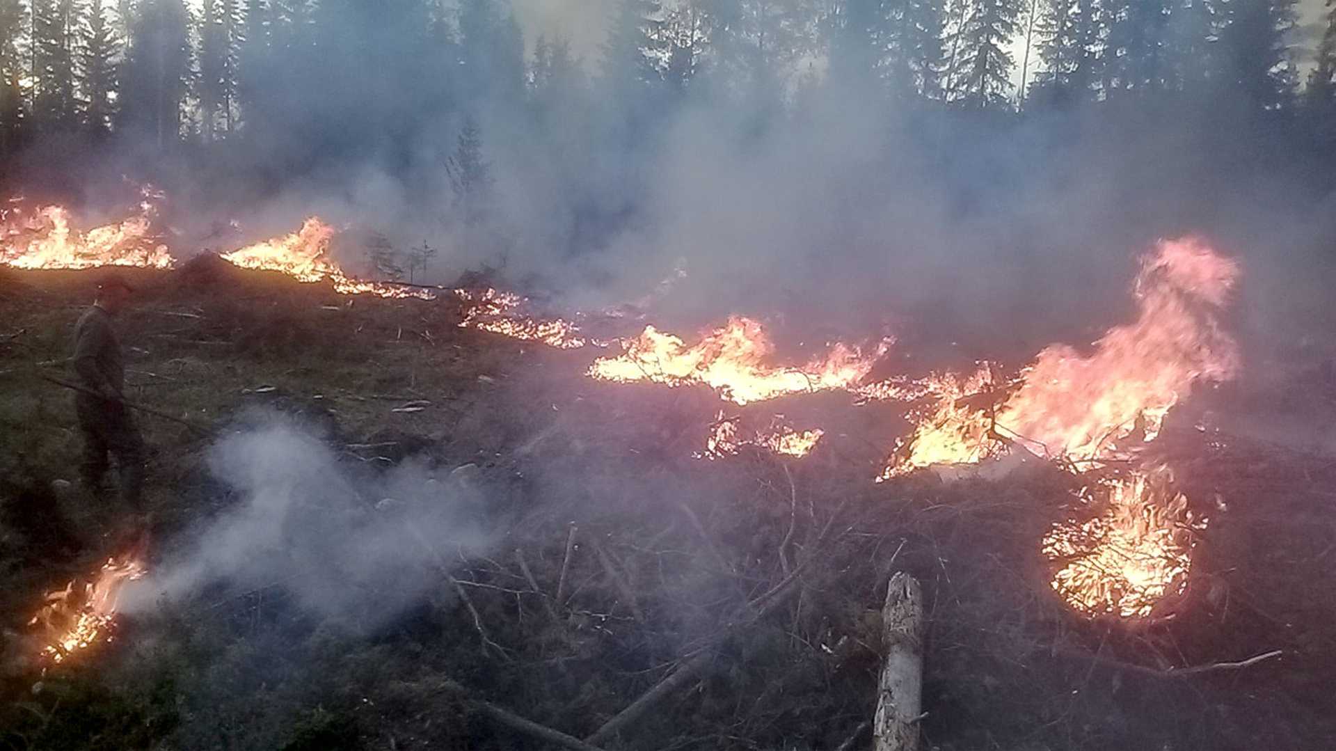 Kulotus on vanha tapa, jolla hoidetaan metsää.