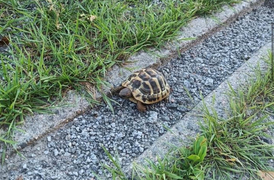 Vaasassa Vöyrinkadulla Joona Leinonen sai hieman hitaamman lenkkikaverin.