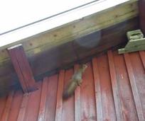 "Kiinteistönhoitaja työssään"