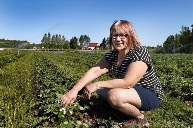 Tarja Oja-Nisula on emännöinyt ilmajokelaista Myllylammen marjatilaa parikymmentä vuotta. Näin varhaista kevättä hän ei ole aikaisemmin kokenut. KUVAT: JOUKO HÄNNINEN