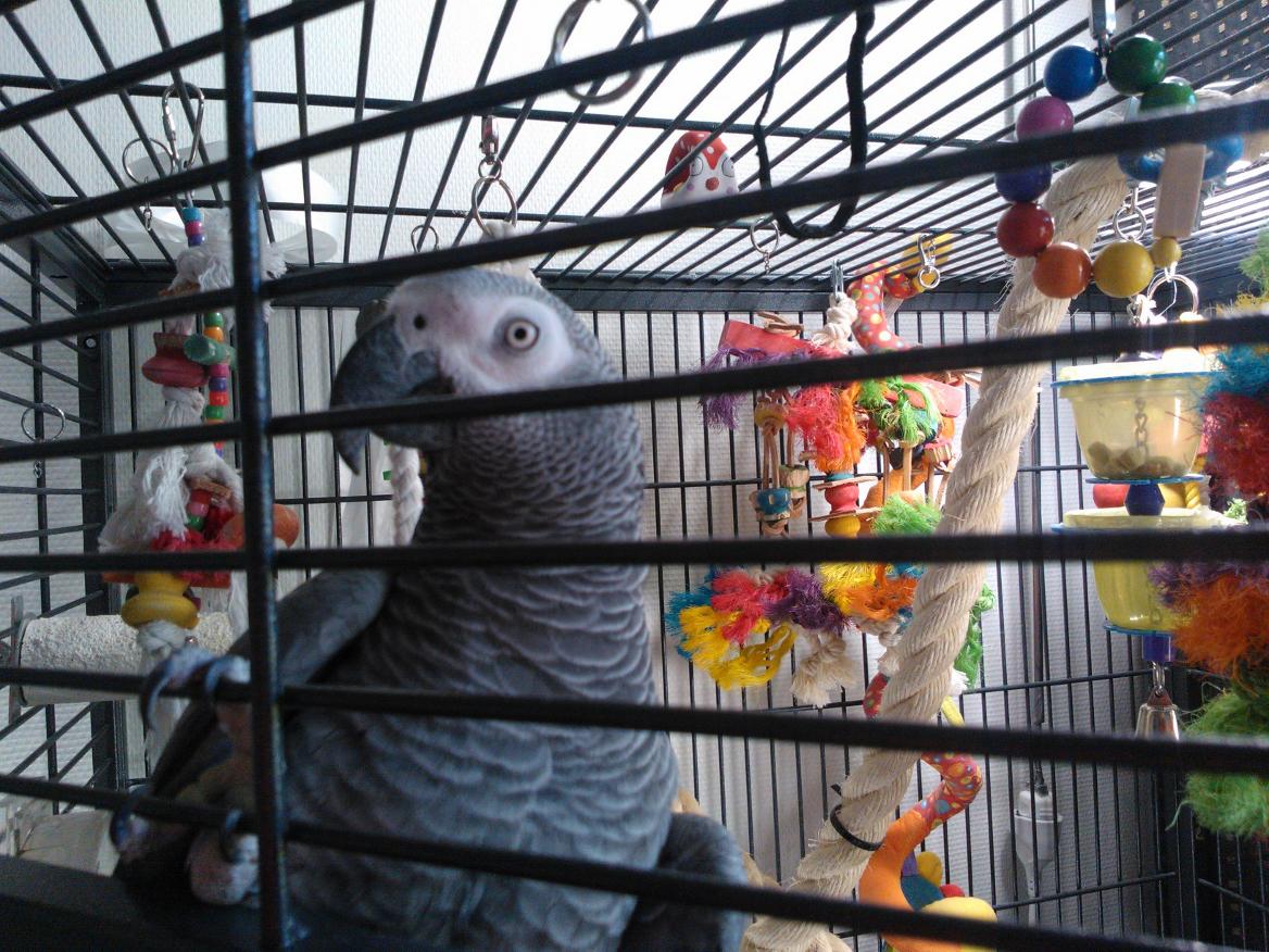 Jere-papukaija lennähti kylmään pakkasyöhön.