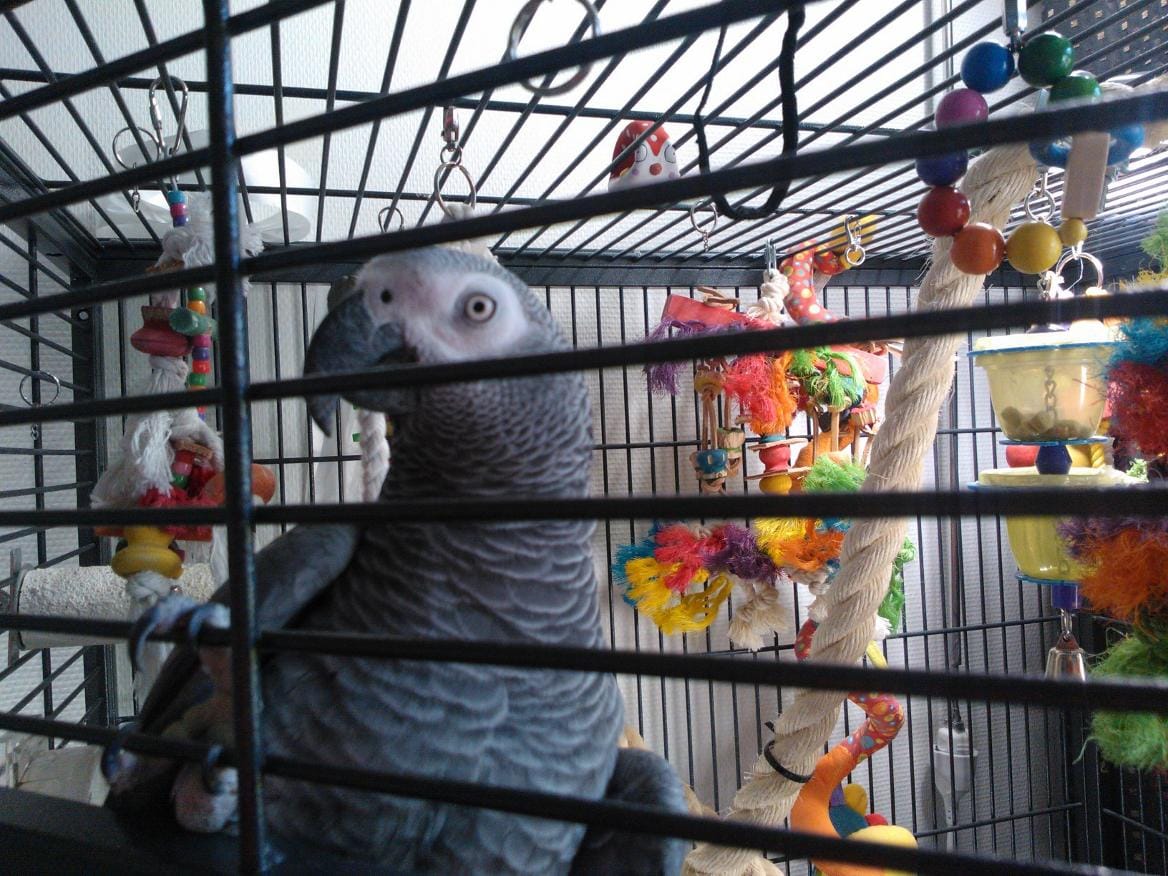 Jere-papukaija lennähti kylmään pakkasyöhön.