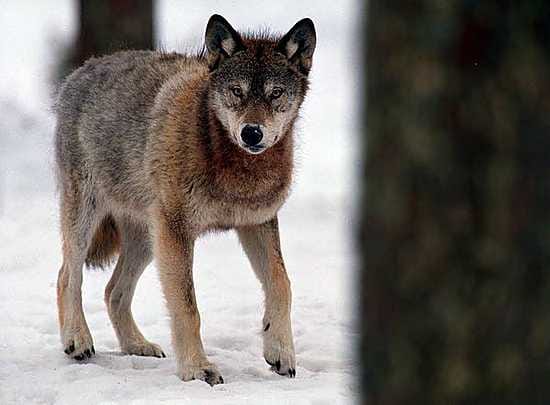 Pohjoisessa riistanhoitopiirien oikeus myöntää kaatolupia tarkoittaa lähinnä susia.