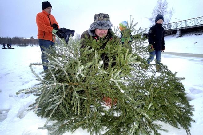 Tiiliskivi kuuseen ja kuusi avantoon. Turotempauksella saadaan ahvenille kutupaikkoja Vaasan rannikolle. Tempaus uusitaan jälleen loppiaisena. Nyt upotuspaikka on Waskian rannan tuntumassa. KUVA: JUHA OJAHARJU