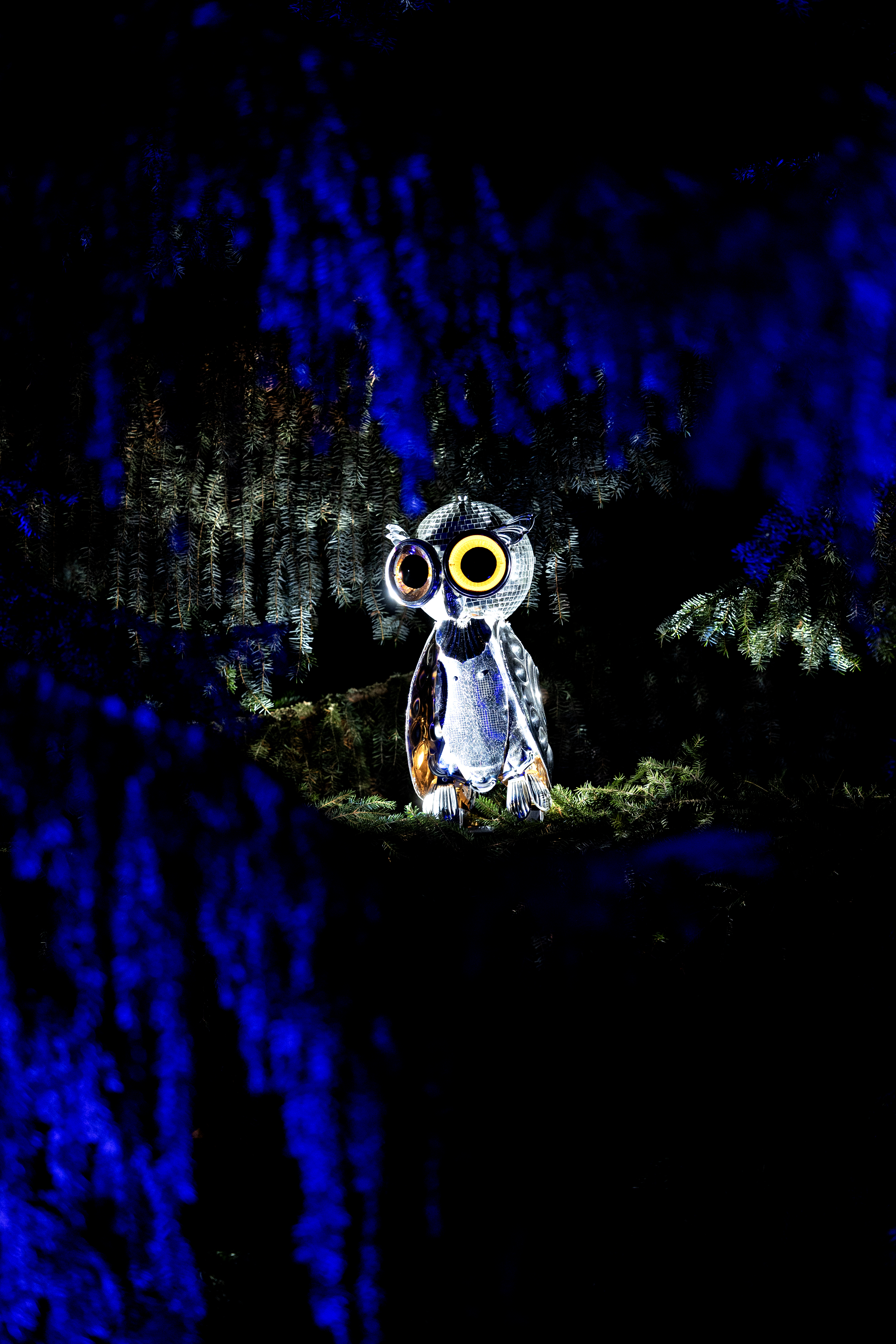 Jere Suontaustan Peilipöllö eli Bubo Speculus tuijottaa tiiviisti Kirkkopuistossa.