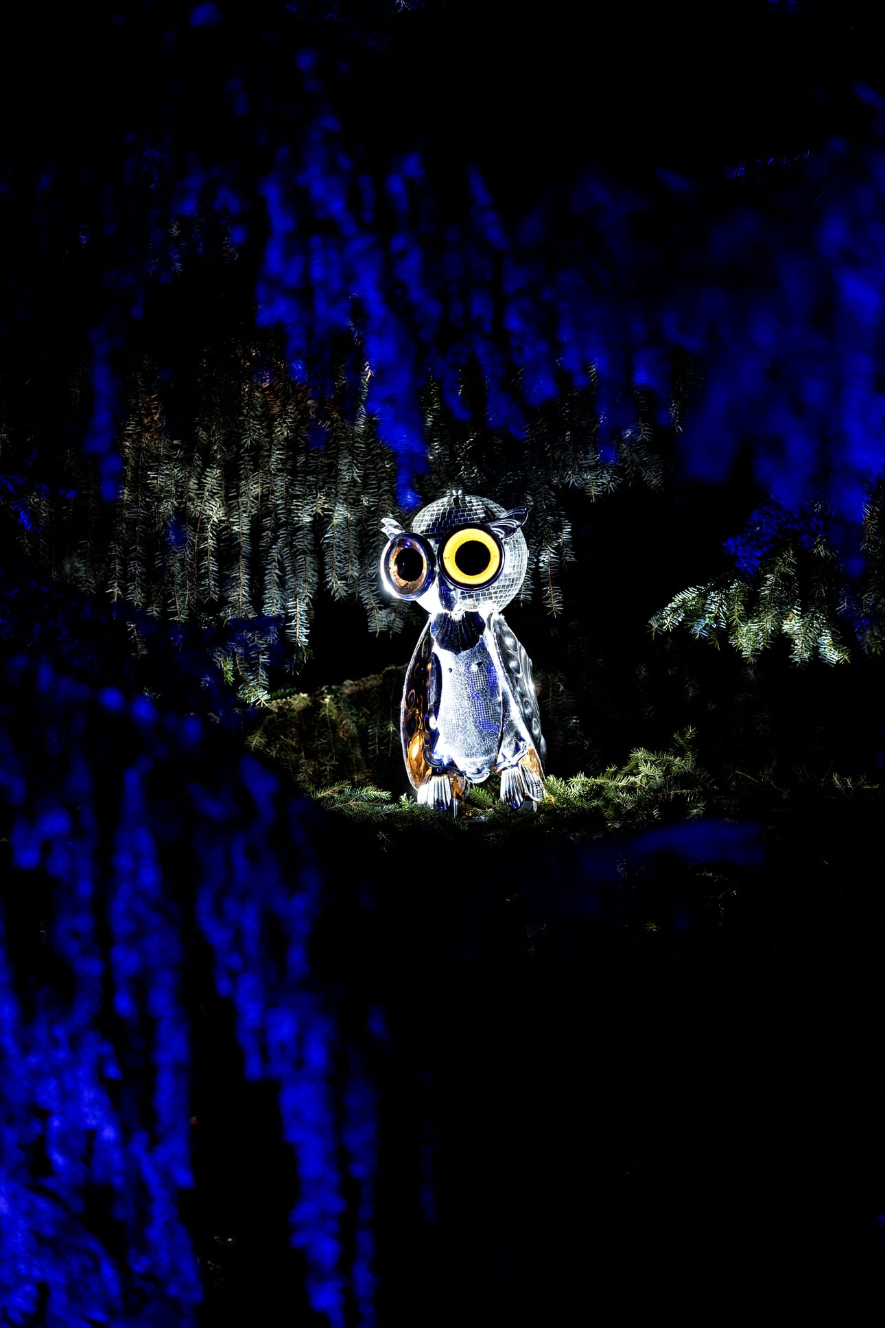 Jere Suontaustan Peilipöllö eli Bubo Speculus tuijottaa tiiviisti Kirkkopuistossa.