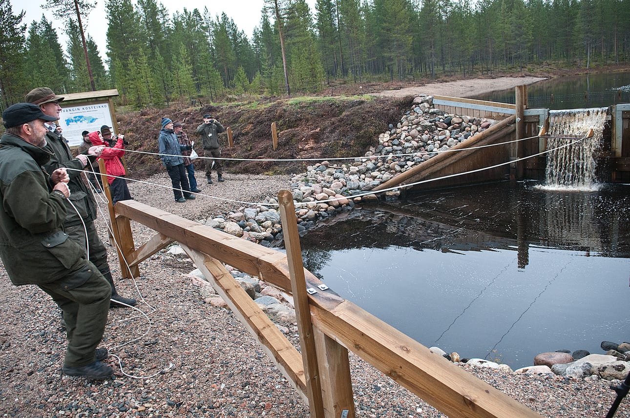 Oivanginjärven kosteikko antaa jo lyhyen ajan jälkeen hyviä tuloksia. Vesistön tilaa on parannettu myös särkikalojen tehokalastuksella.