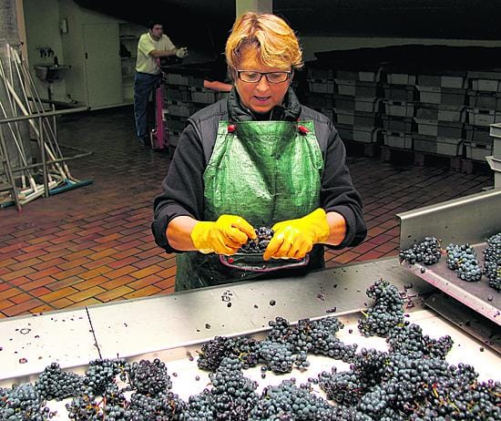 Rypäleiden lajittelu muistuttaa marjan perkuuta: roskat ja huonot rypäleet noukitaan pois. Kuvassa lajittelua syksyllä 2006 Bordeaux'n maineikkaimpiin tiloihin kuuluvassa Château Mouton Rothschildissa, jossa yksistään lajitteluun pestataan kymmeniä ihmisiä. Kyseisen tilan pullote maksaa Alkossa 300 euroa.