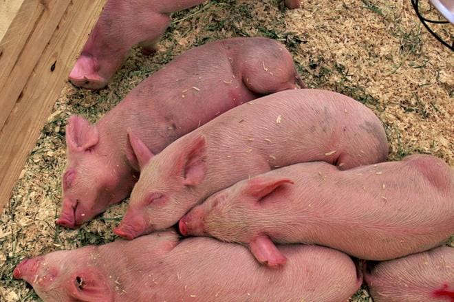 Sekä HK että Atria ovat käynnistäneet antibiootittoman sianlihan tuotannon.