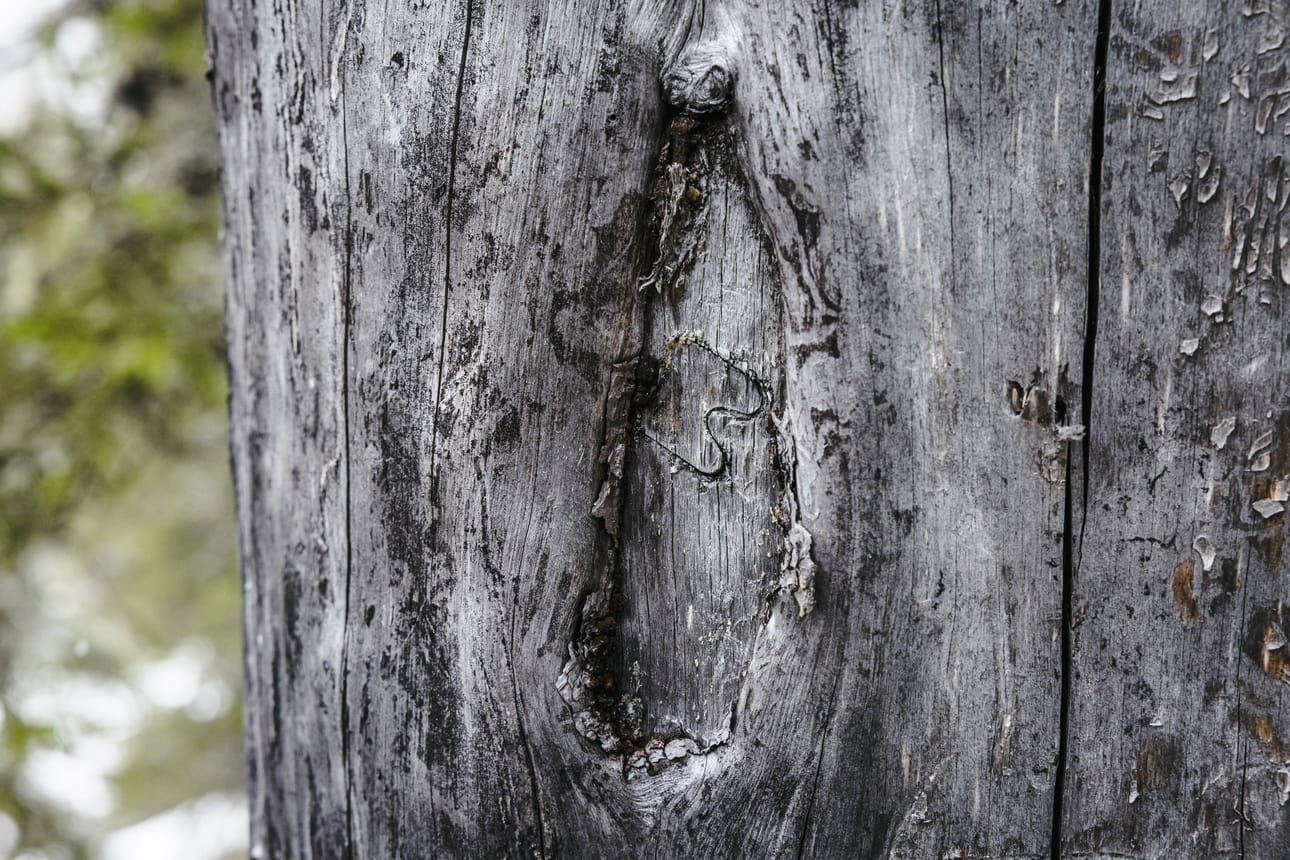 Allan Hamari kirjoittaa, että meitä itseämme koskevat tekemämme virheet vain elinaikamme, mutta luonto ja eläinkunta kärsii niistä paljon pitempään, usein ikuisesti.