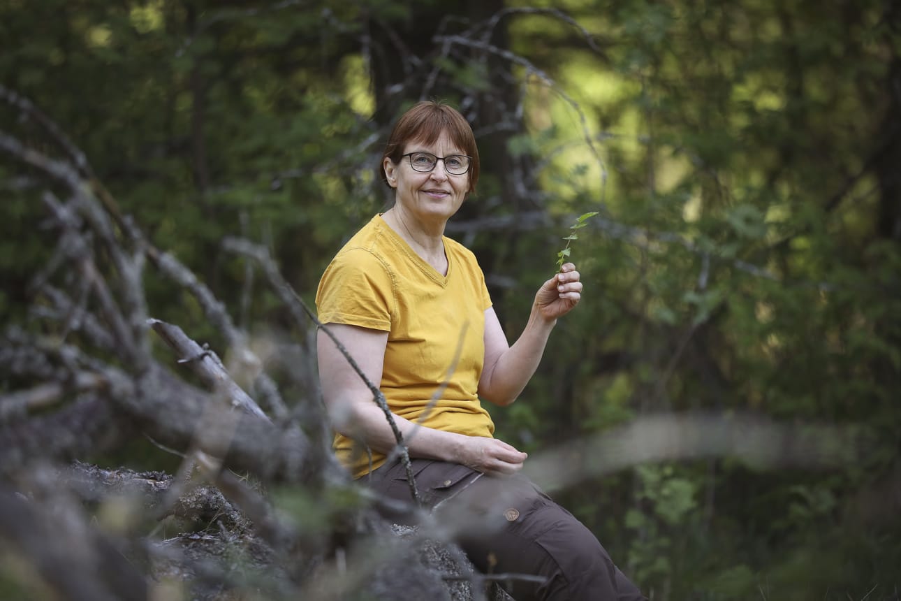 Kempeleläinen luonnontuotekouluttaja Annikka Kujala elää nyt vuoden kiireisintä sesonkia.