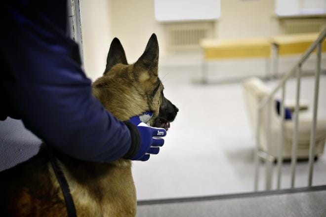 Raskaasti suojautuneet poliiist ja koira piirittivät rivitaloasuntoa Ylistarossa aamulla. Kuvan koira ei liity asiaan. KUVA: TOMI KOSONEN