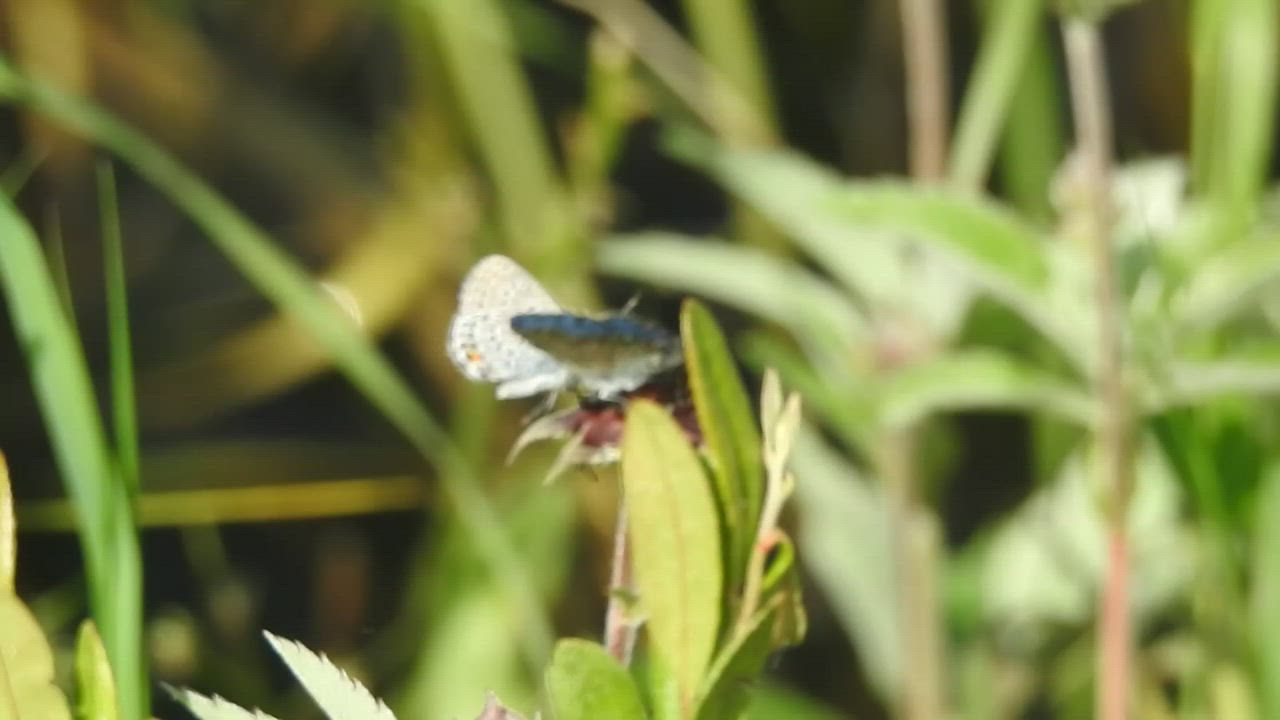 ?Ampiainen? ja pari perhosta sulassa sovussa Säynäjäjärven rantamaisemissa.