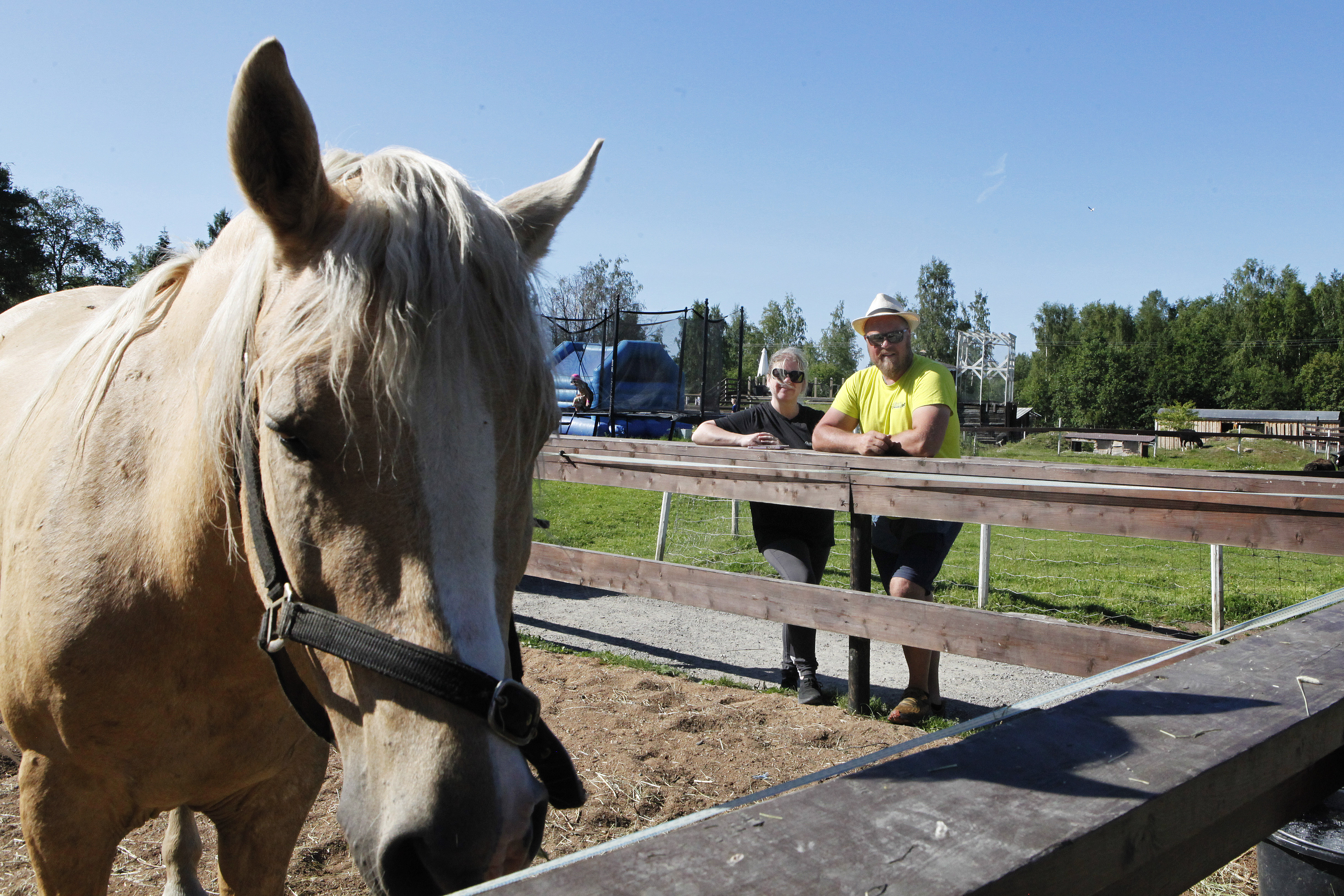 Albiinokengurulla ihastuttanut Simon kotieläinpuisto laitettu myyntiin – "Kyllähän se märy tulee”