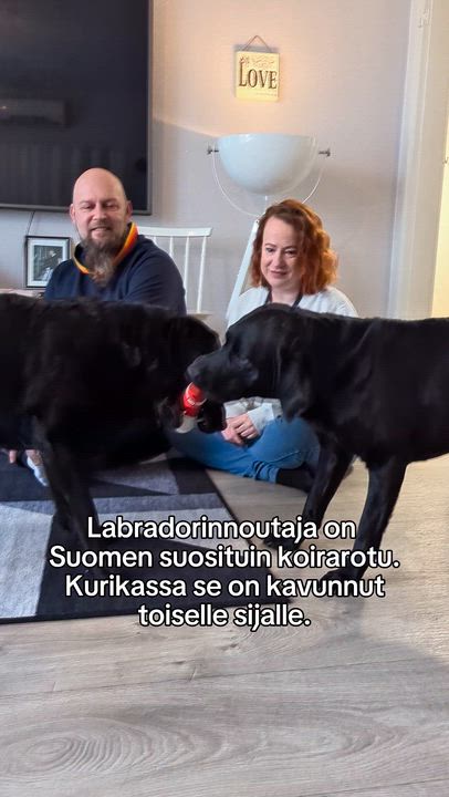 Kirsi Alanen koki kauhun hetkiä, kun hän joutui yllättäen avustamaan labradorinnoutaja Nalan sektiossa